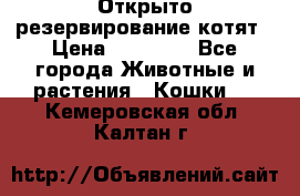 Открыто резервирование котят › Цена ­ 15 000 - Все города Животные и растения » Кошки   . Кемеровская обл.,Калтан г.